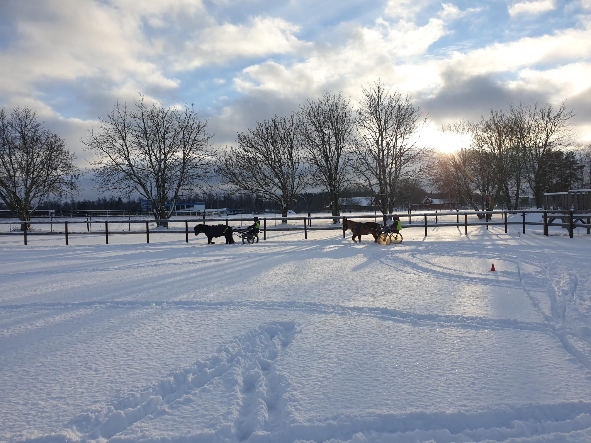 vinterbild med hästar